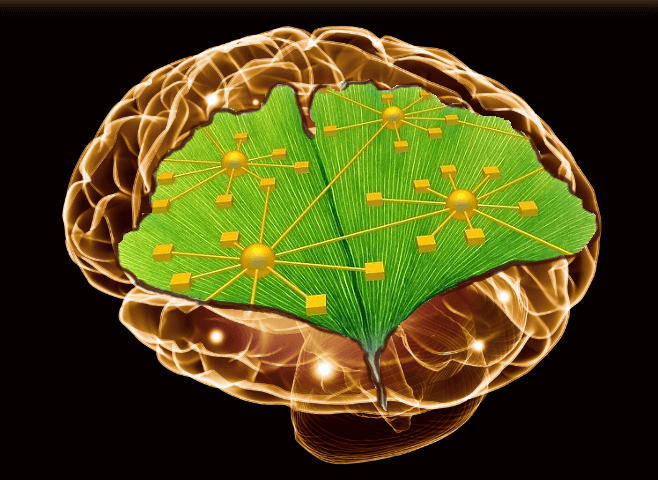 Ginkgo Biloba