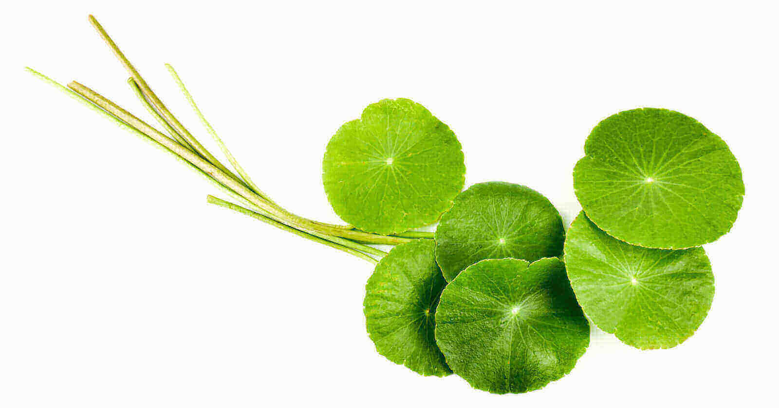 Gotu kola