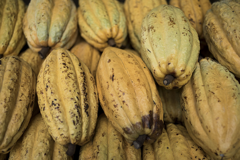 Pravé mango ve 100% čokoládě - 150g/1500g (Ekvádor)
