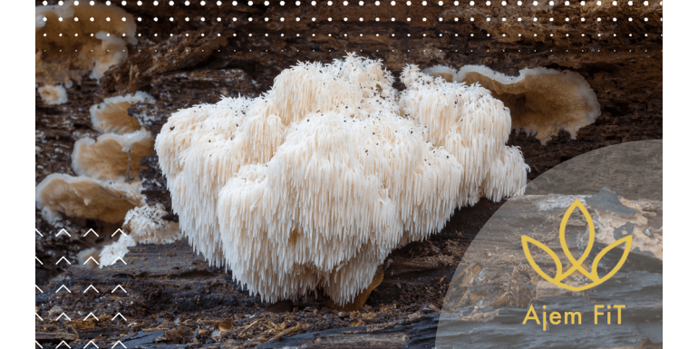 BIO LVÍ HŘÍVA EXTRAKT (Hericium) -120 kapslí (AjemFiT)