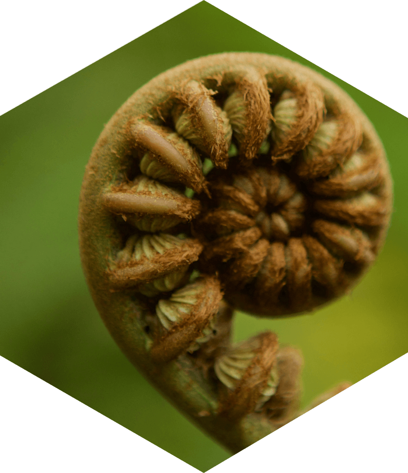 manuka