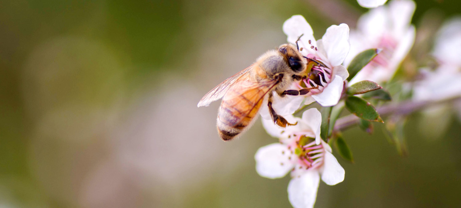 Manuka med