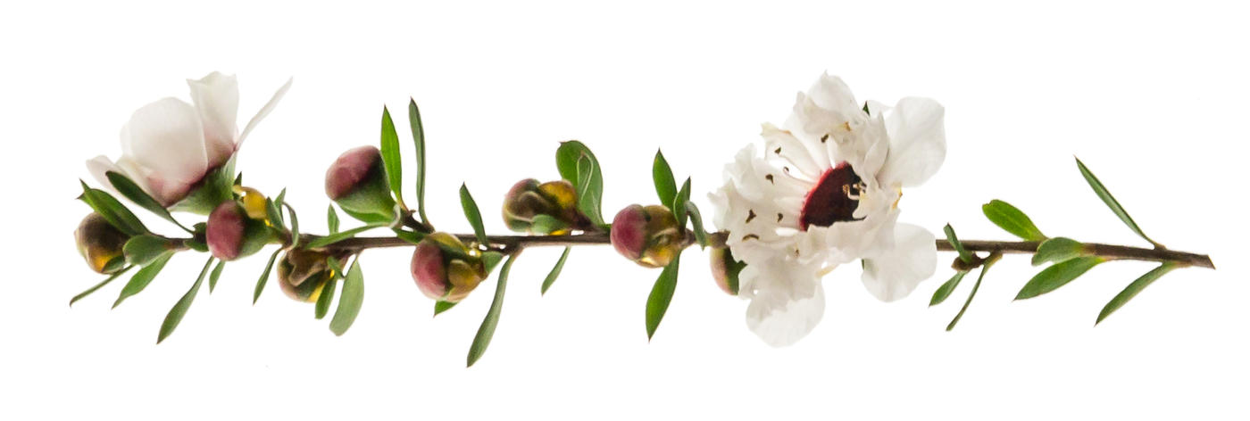 manuka kvet