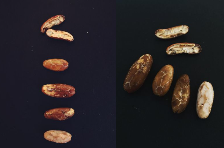 70% RAW PORCELANA BEANS