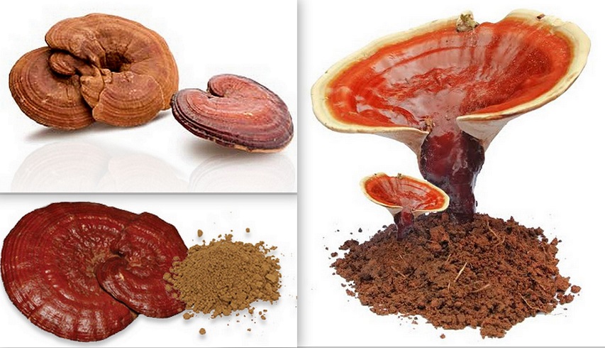 (Lesklokorka lesklá, Reishi, Ganoderma lucidum):