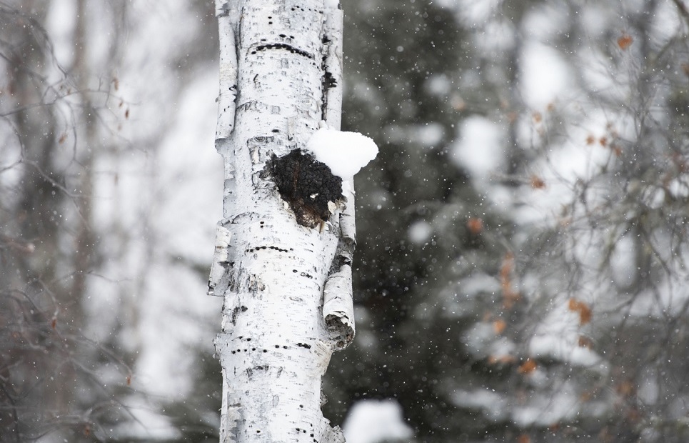Siberian chaga