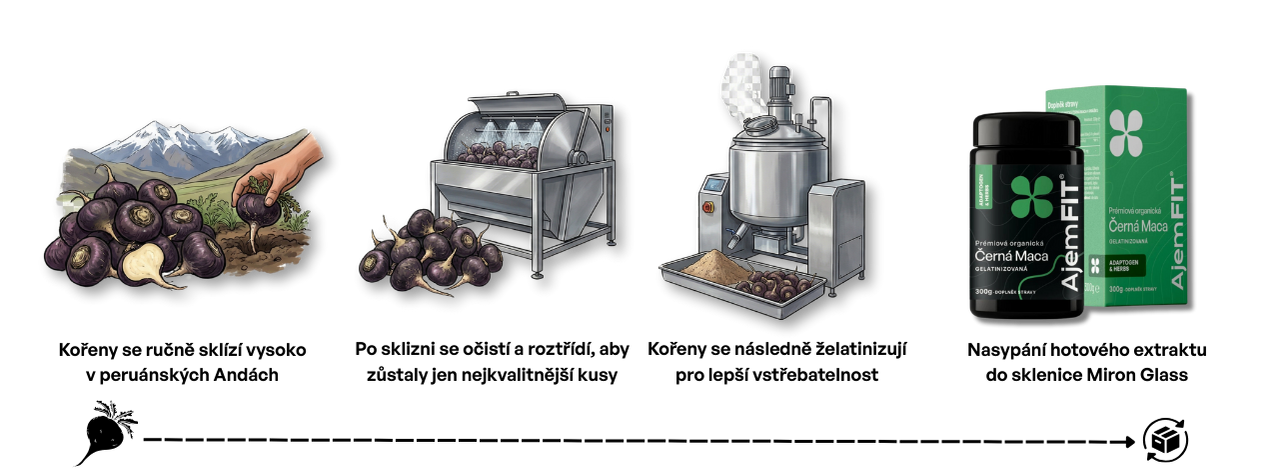 Proces výroby Organic Černá Maca