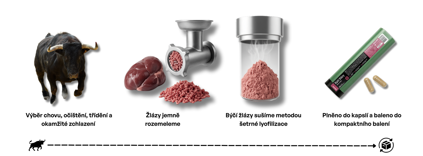 Proces sušení býčích žláz