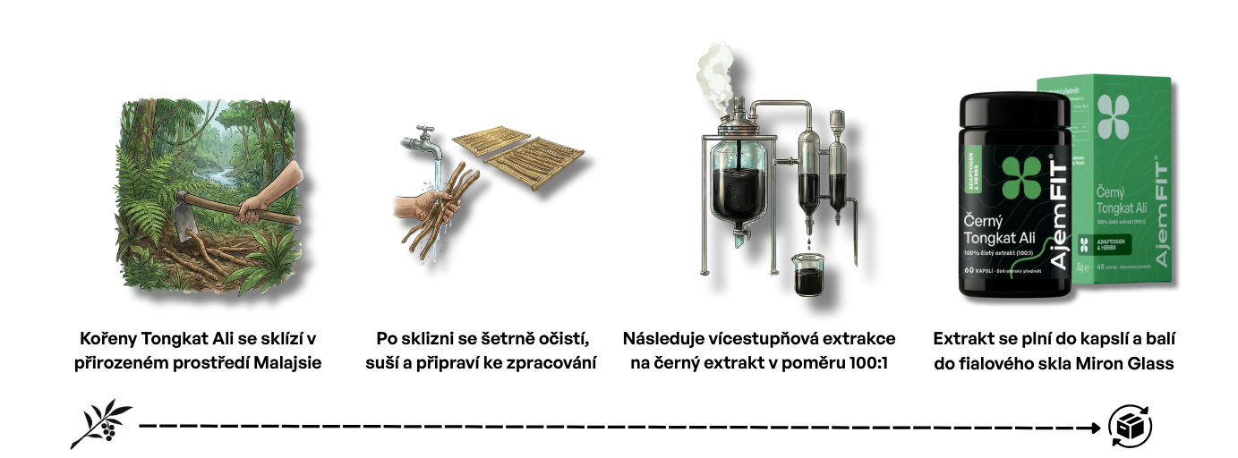 Proces výroby Tongkat Ali