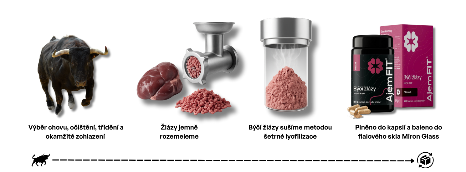 Proces sušení býčích žláz