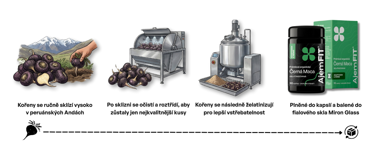 Proces zpracování Černé macy