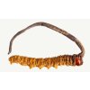 Divoký Cordyceps (Pravý - Sinensis) -5g (Bhután) (CORDYCEPS Jakost A++)