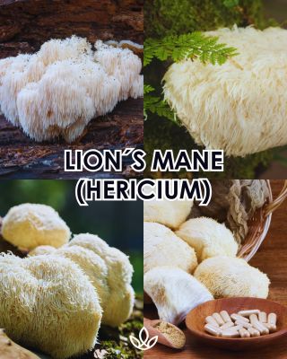 Poznejte sílu medicinálních hub: 🧠 Korálovec ježatý/Lion’s Mane– Hericium (Hericium erinaceus) Podporuje paměť,...