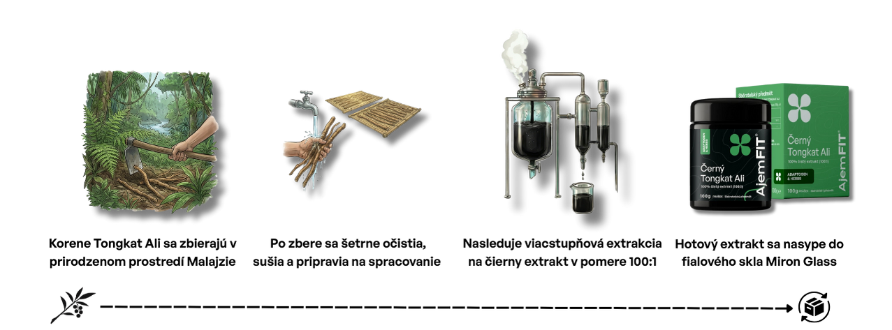 Proces spracovania Tongkat Ali