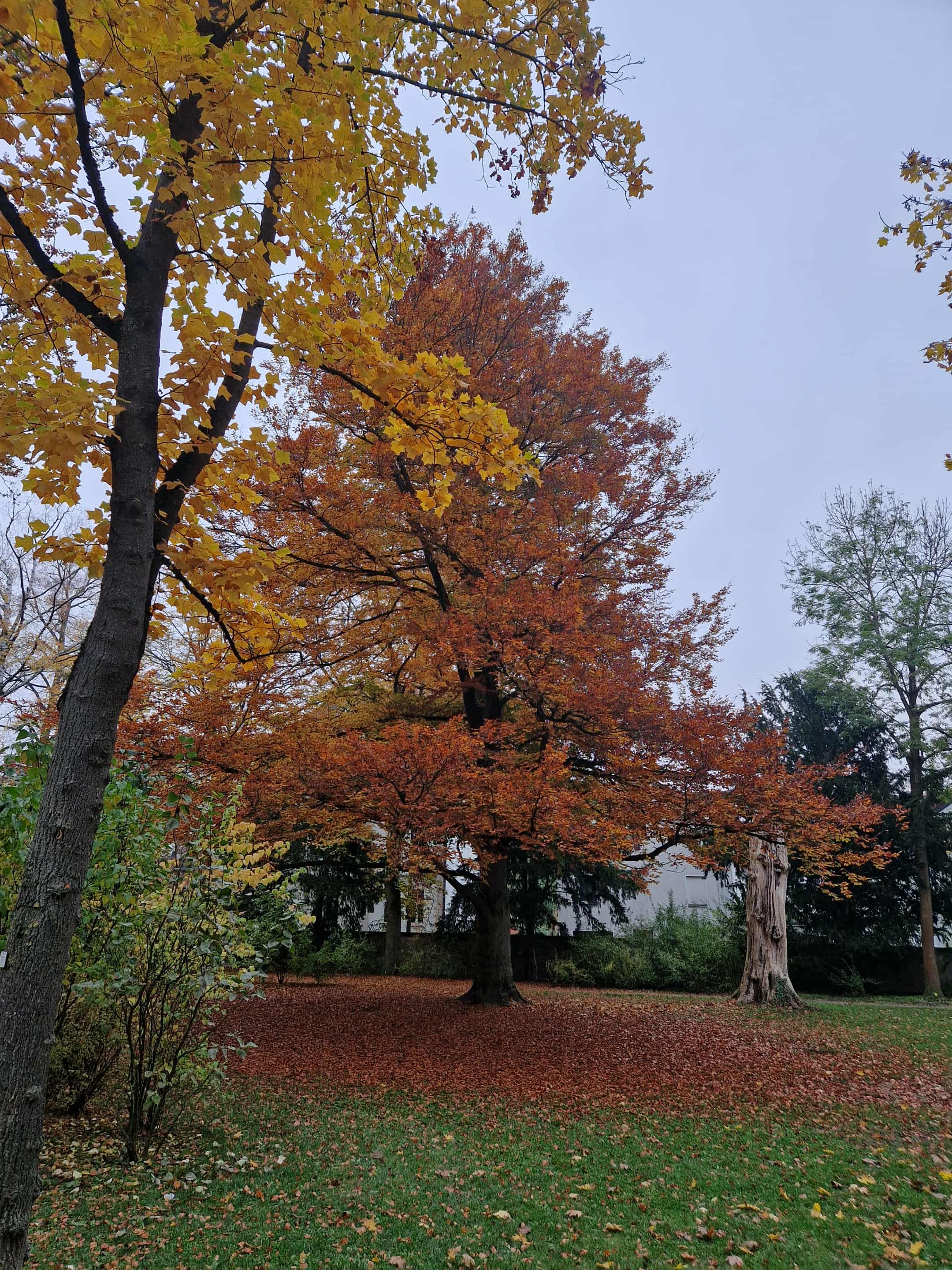 jeseň v parku, jesenné lístie