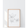 Clematis black1