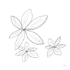Clematis ajka