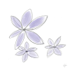 Clematis lila ajka