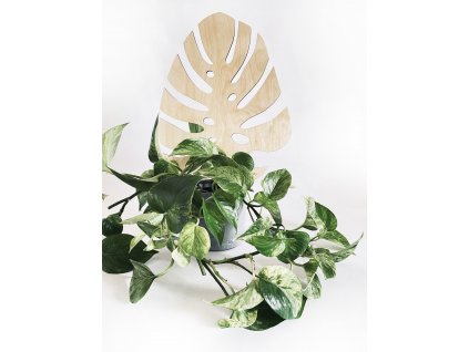 monstera5