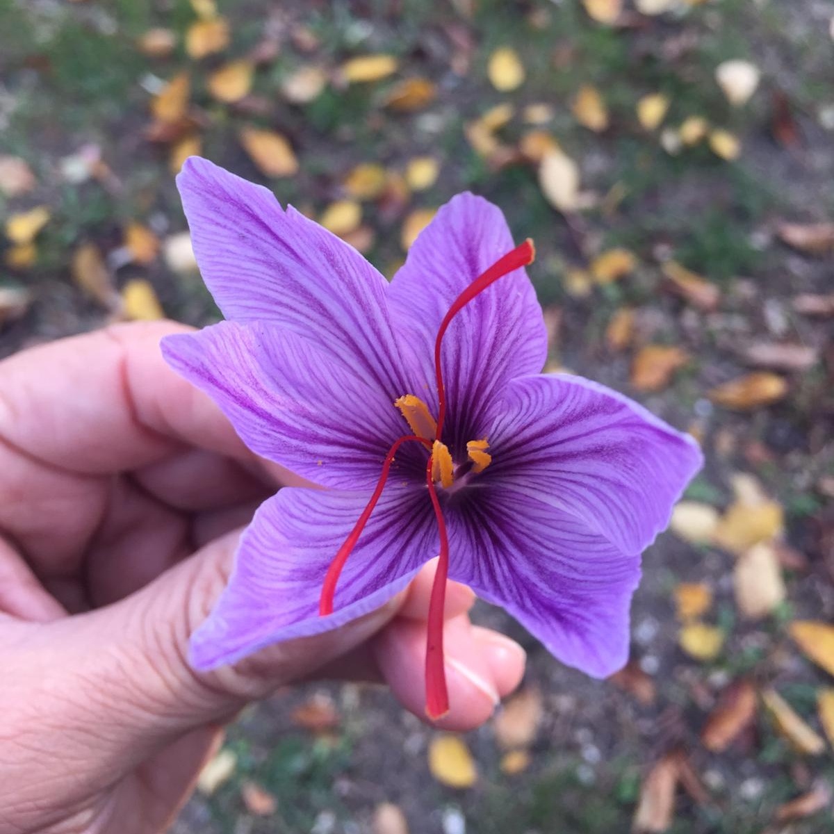 Čo je šafran a aké sú jeho účinky?