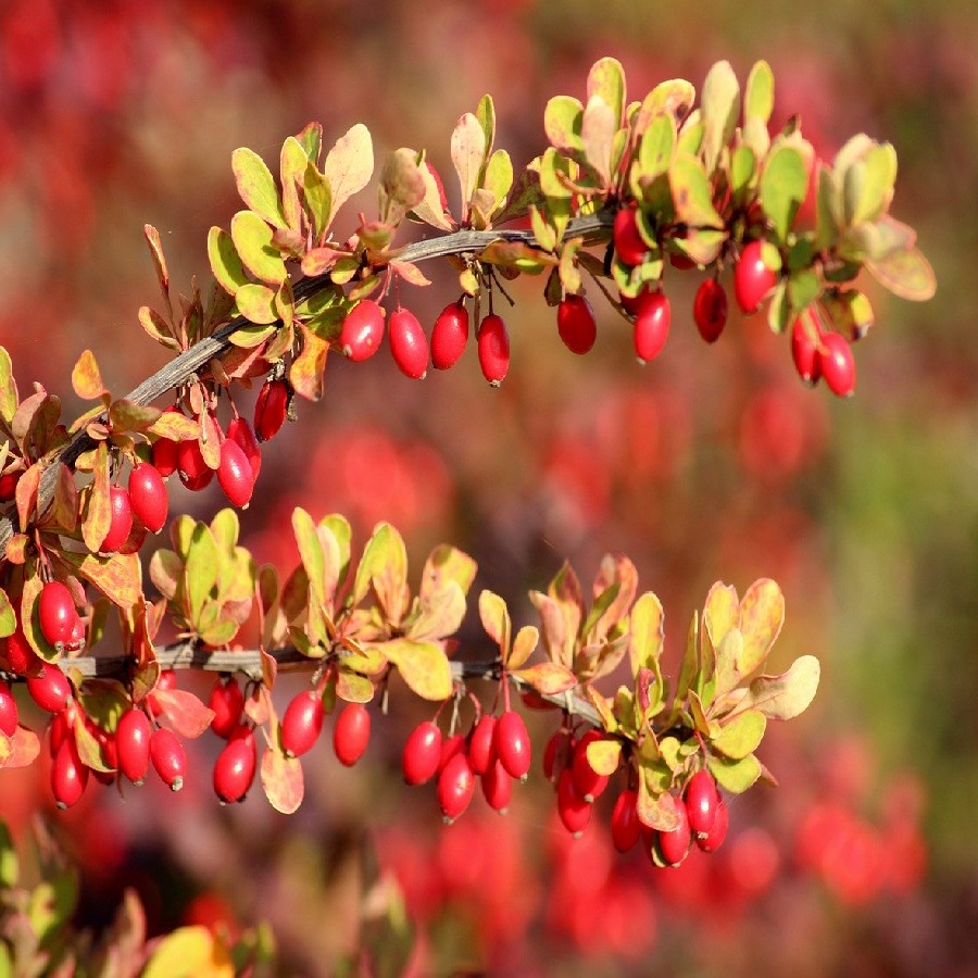 Poznáte dráč obyčajný?