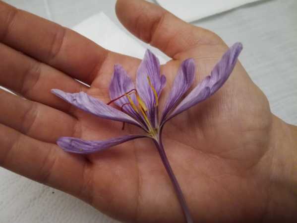 šafran siaty - crocus sativus