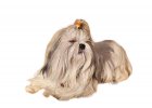 Shih tzu