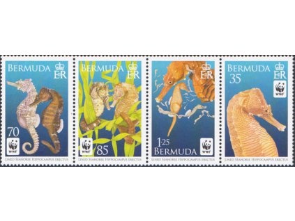 Bermuda 1005 1008