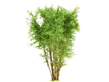 Strom vícekmenný do 10 cm - zelená světlá