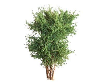 Strom vícekmenný do 10 cm - zelená buková