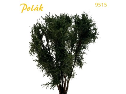 Strom vícekmenný do 10 cm - zelená dubová