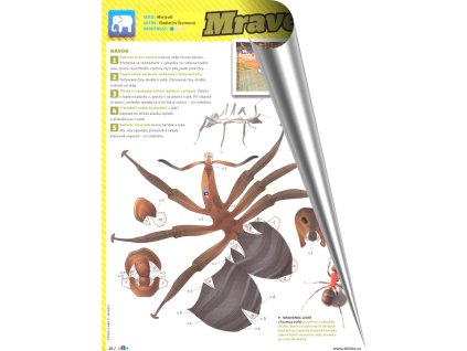 Mravenec