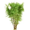 Strom vícekmenný do 10 cm - zelená světlá