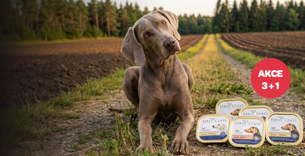 First Class Paštiky 3+1