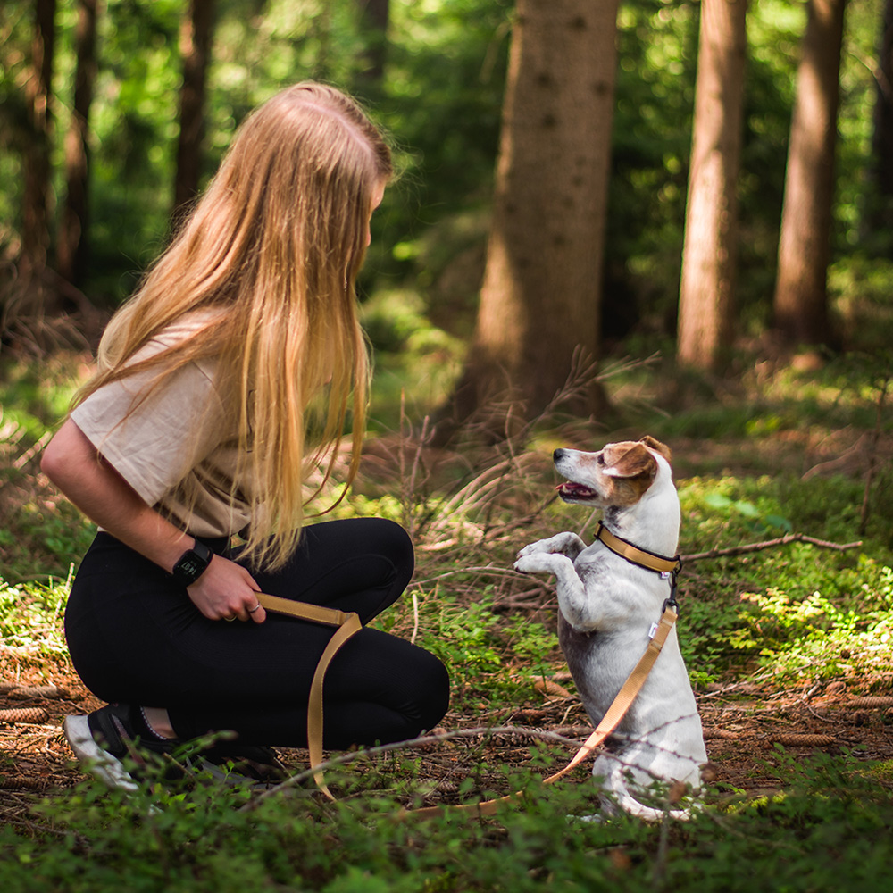 Akinu Obojek zlatý S, 25-35 cm Obrázek