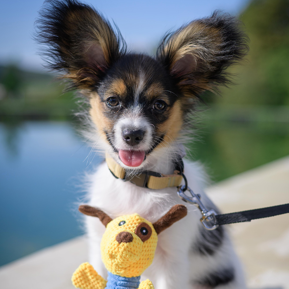 Akinu Obojek zlatý S, 25-35 cm Obrázek