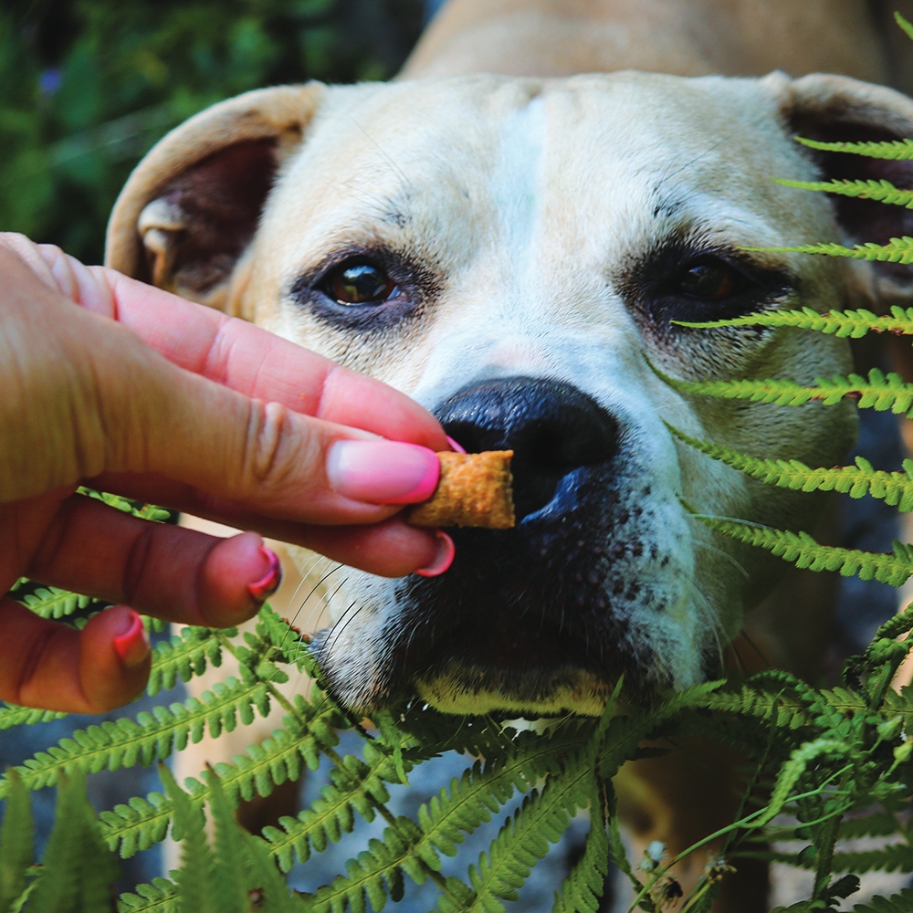 Akinu Pillows polštářky s červenou řepou a sýrem pro psy 80g Obrázek