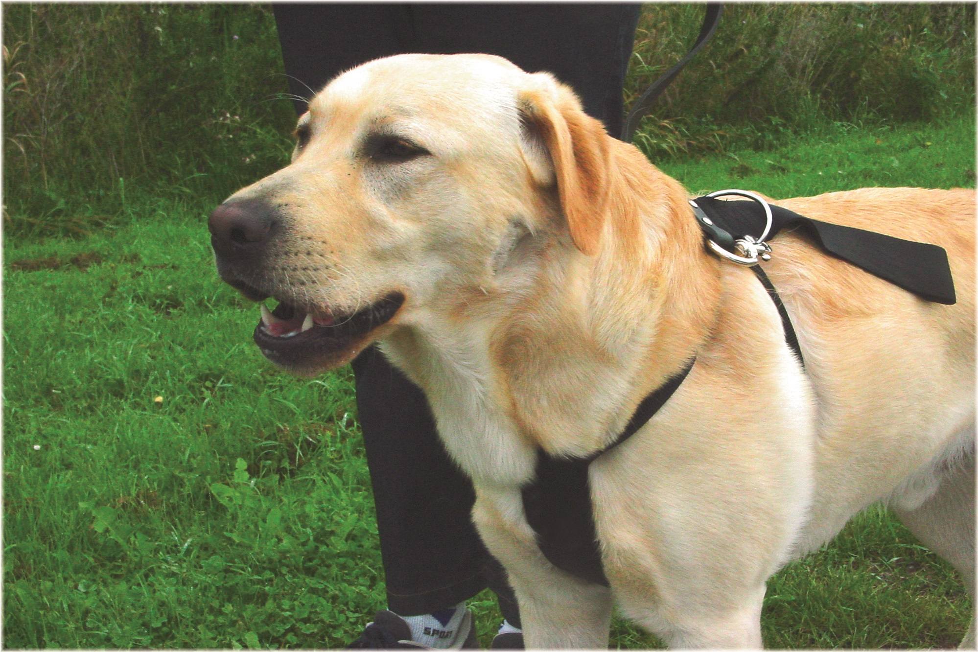 Beeztees bezpečnostní pás do auta pro psa L Obrázek