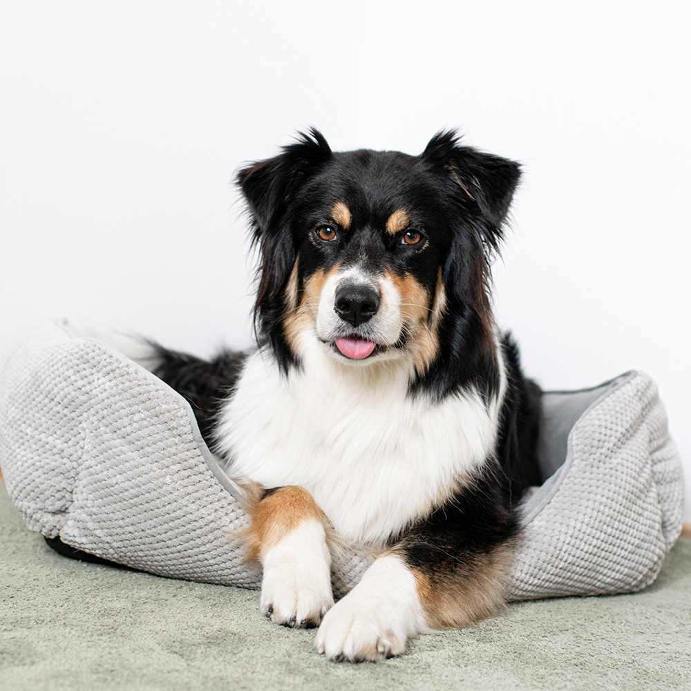 Akinu pelech pro psy šedý L 70x55x20 cm Obrázek