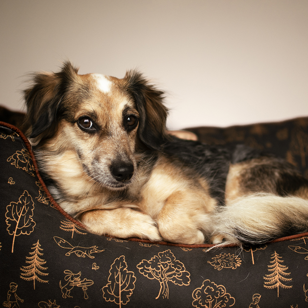 Akinu ČESKÝ LES pelech M 75x55 cm Barva: Hnědá Obrázek