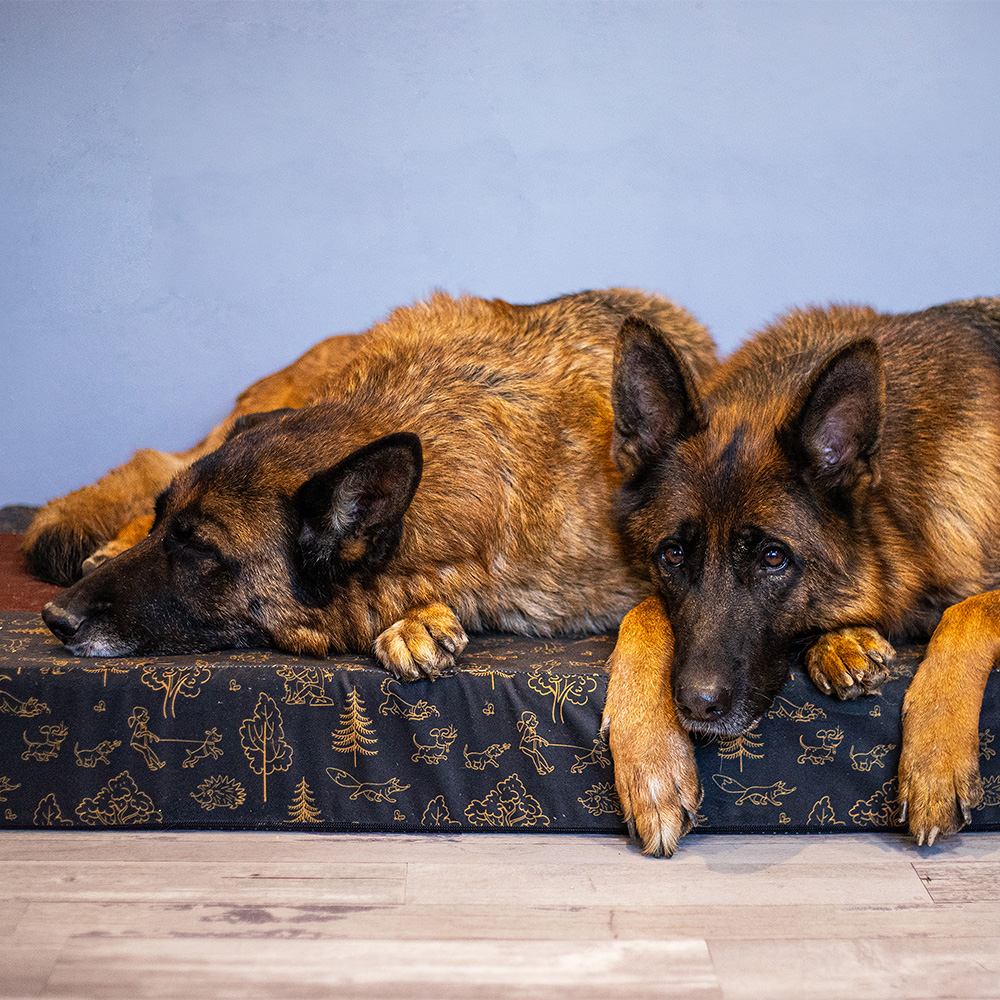 Akinu ČESKÝ LES matrace XL 110x75x12 cm Barva: Hnědá Obrázek