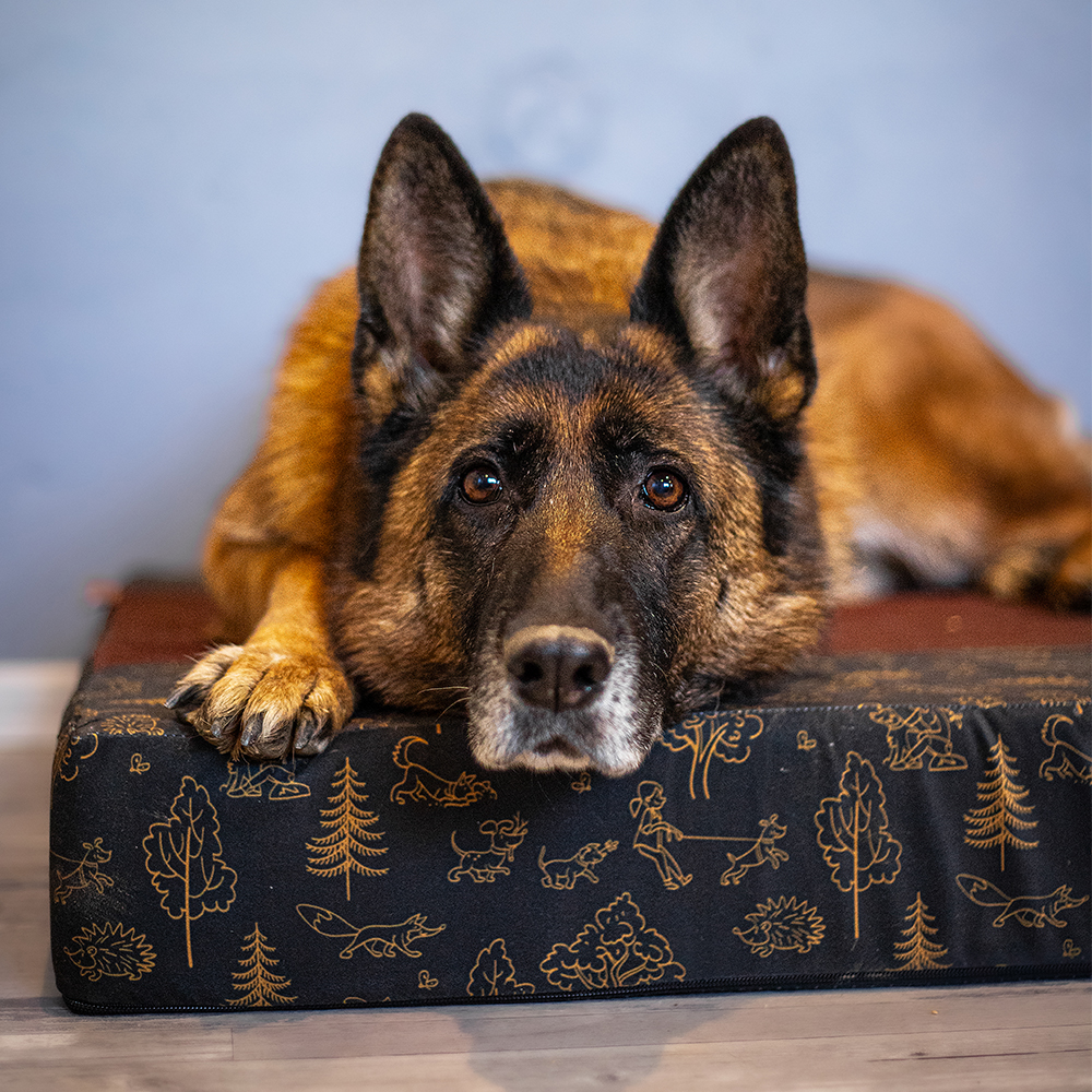 Akinu ČESKÝ LES matrace XL 110x75x12 cm Barva: Hnědá Obrázek