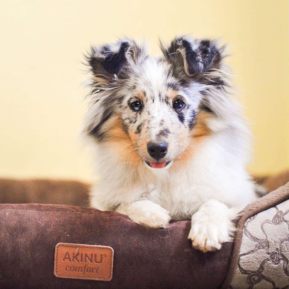 Akinu AK Pelech BRONZ 4hran. M-75x58x19 Obrázek