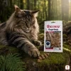 Lifestyle scéna 3 — Maine Coon, mechový les, lovecká elegance — varianta 1/2.