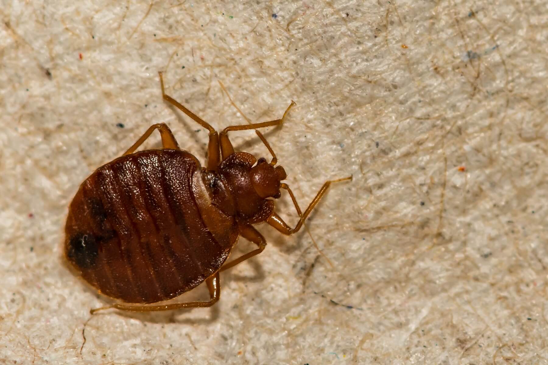 Ploštice: Skryté nebezpečenstvo a ako sa ochrániť pred Ich šírením