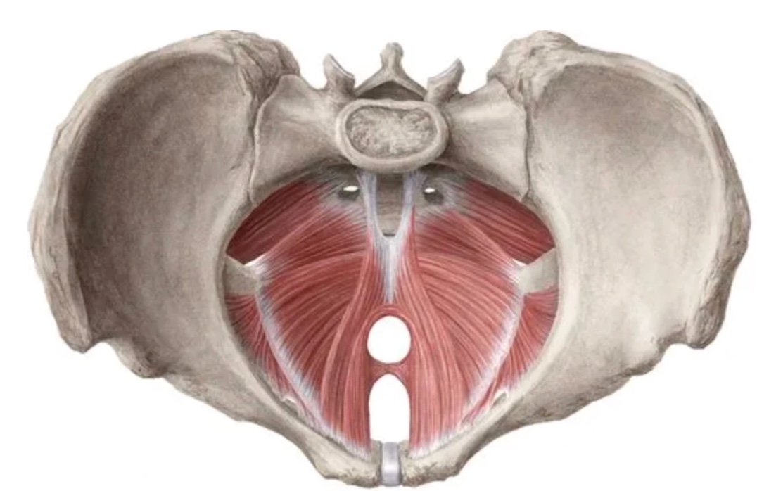 Oslabení pánevního dna jako příčina inkontinence