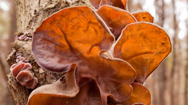 auricularia