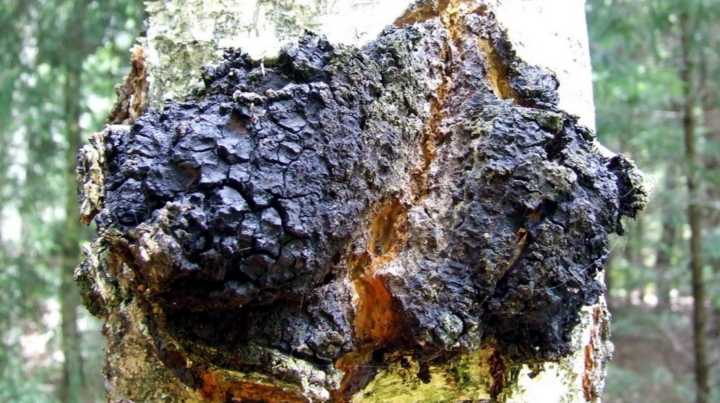 chaga