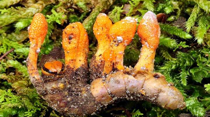 cordyceps