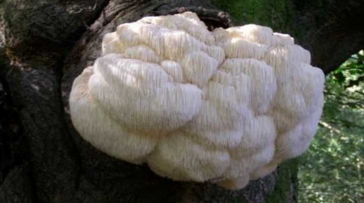 hericium